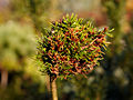 Pinus mugo Prerov IMG_1898 Sosna kosodrzewina